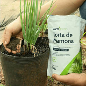 Guia completo sobre a toxicidade da torta de mamona