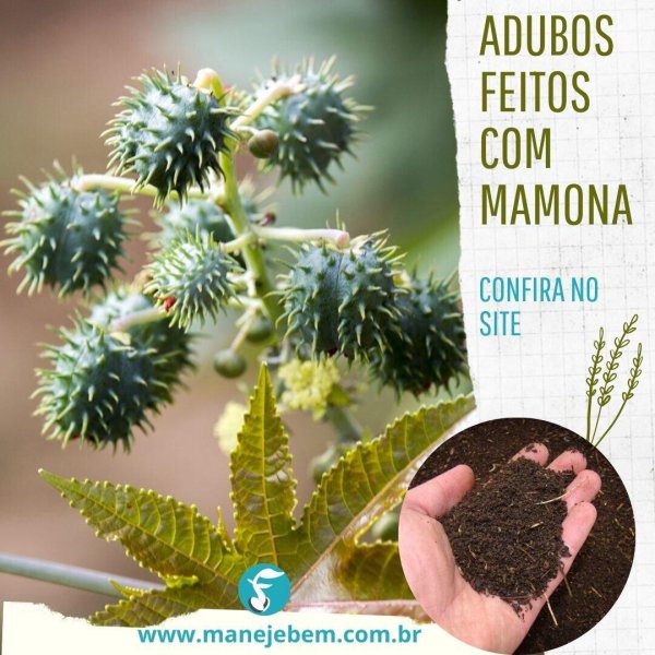 Alternativas seguras à torta de mamona para adubação