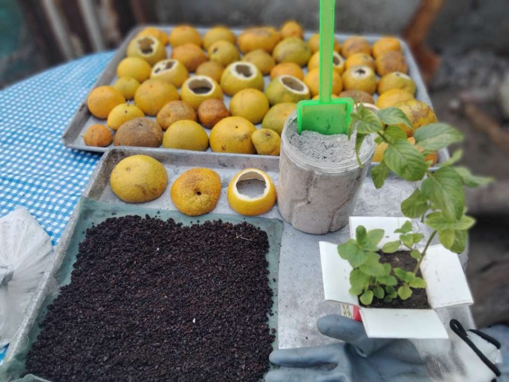 adubo orgânico de restos de peixe