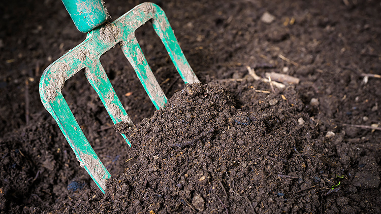adubo orgânico de restos de peixe