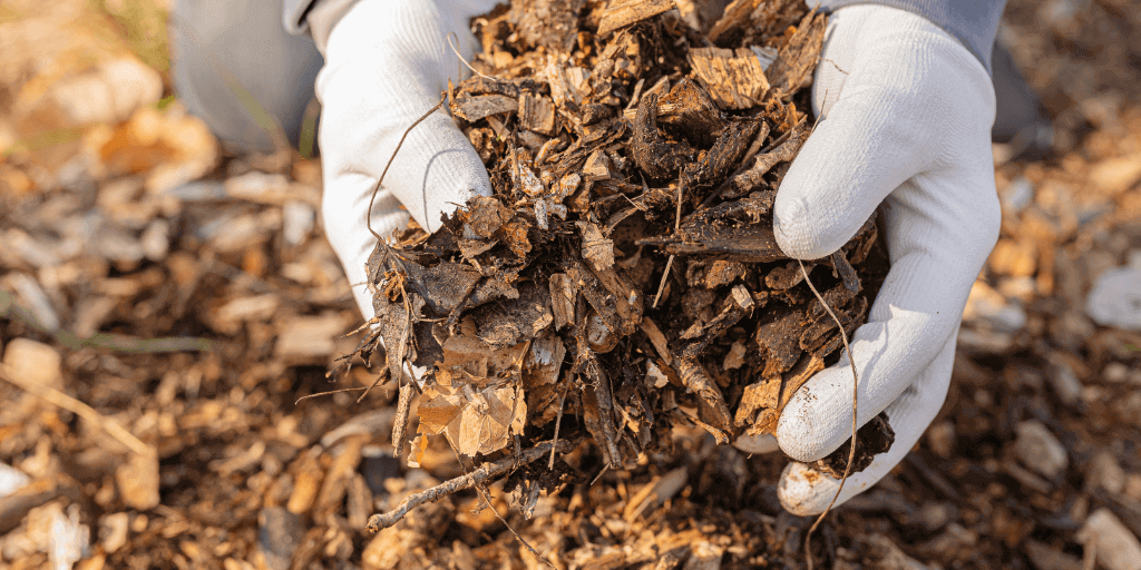 Adubo de Peixe: Solução Natural para Combater Estresses Hídricos nas Plantas
