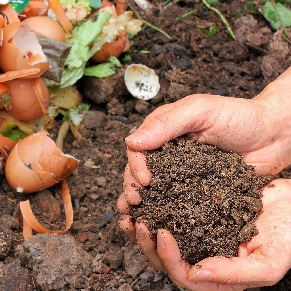 adubo orgânico de restos de peixe