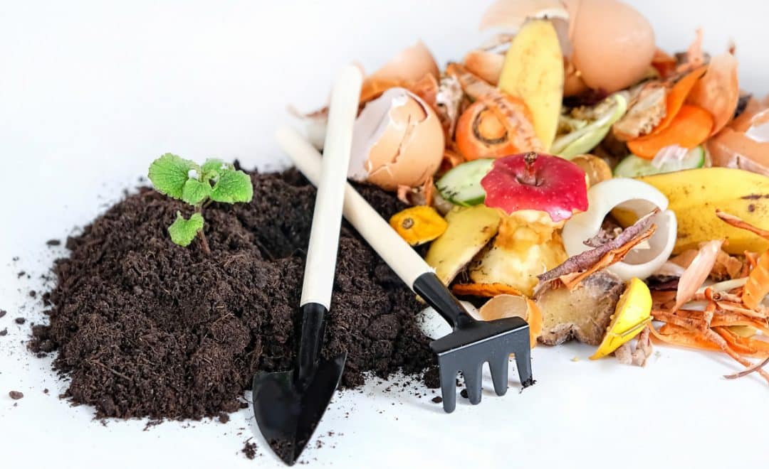 adubo orgânico de restos de peixe