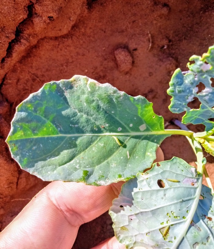 adubo para couve crescer as folhas