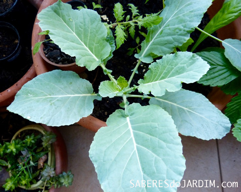 Receita de Adubo Bomba para Couve
