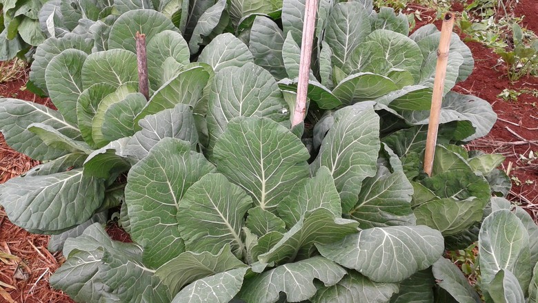 Adubação de Manutenção da Couve: Frequência e Dicas