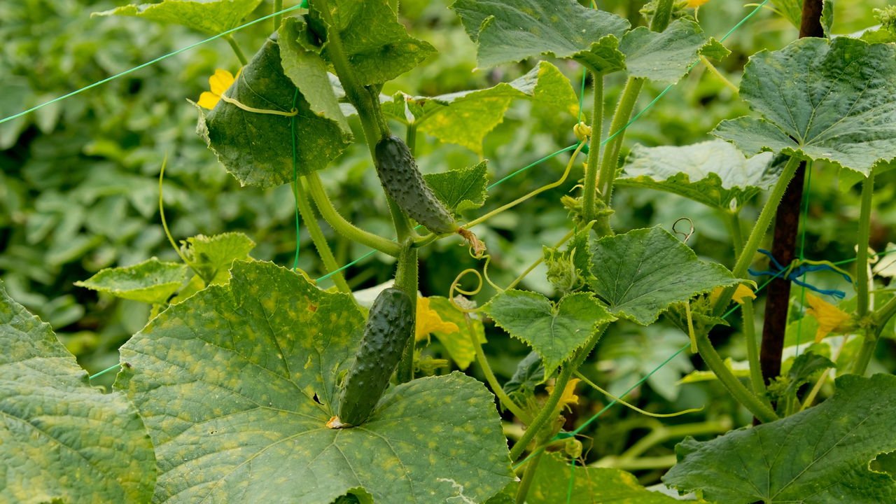 Guia completo de adubação orgânica para pepinos
