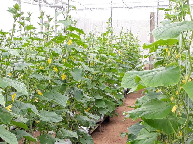 Benefícios do Bokashi no desenvolvimento de plantas de pepino