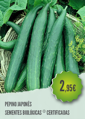 A importância do fósforo e potássio para a frutificação do pepino