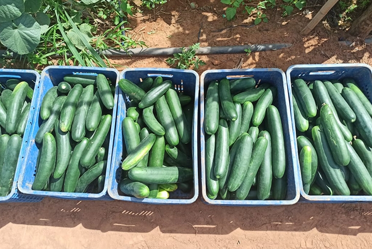 Fontes de nitrogênio de baixo custo para o cultivo de pepino