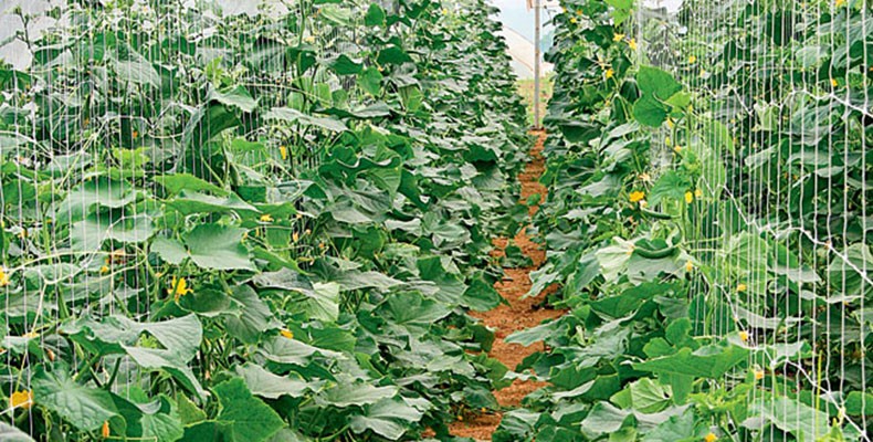 Preparo do solo para o cultivo de pepino: dicas essenciais