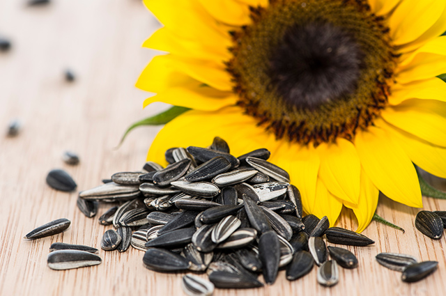 Como a semente de girassol ajuda na cicatrização