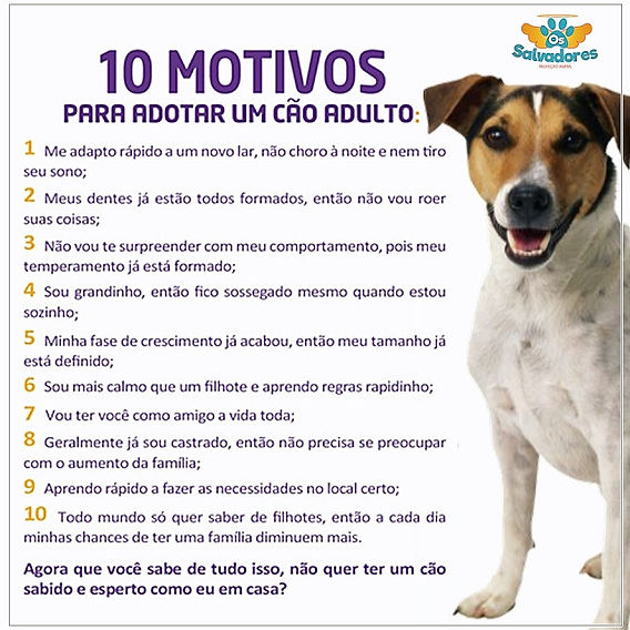 benefícios de adotar um animal de estimação