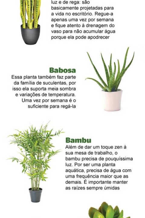 5 plantas fáceis de cuidar para iniciantes