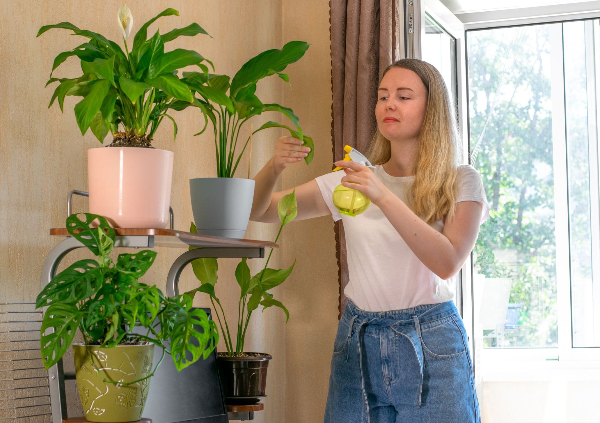 Plantas que atraem boas energias para o lar