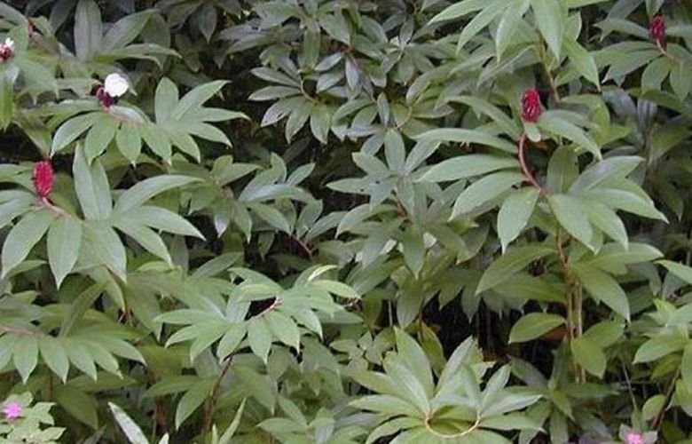 benefícios do chá de cana do brejo