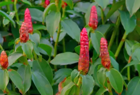 5 ideias de títulos:
1. Cana do Brejo: O Guia Completo de Benefícios e Usos Medicinais
2. Descubra o Poder da Cana do Brejo para a Saúde Renal e Urinária
3. Como Preparar e Usar o Chá de Cana do Brejo Corretamente
4. Cana do Brejo: Alívio Natural para Inflamações e Controle da Pressão
5. Mitos e Verdades sobre a Cana do Brejo: Indicações e Precauções