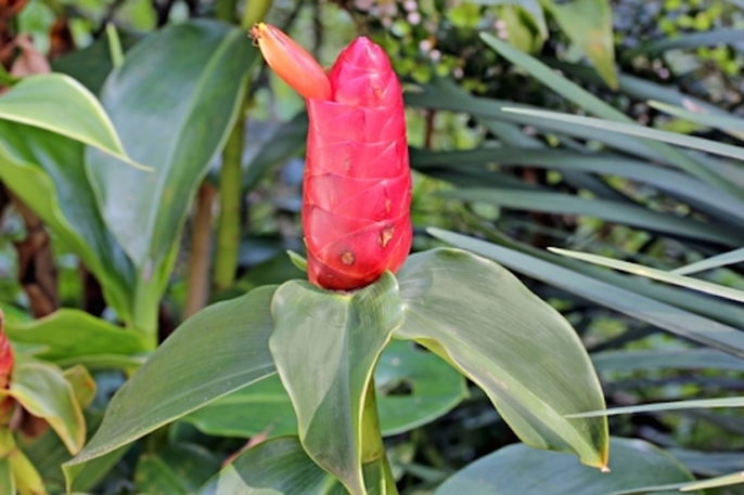 benefícios do chá de cana do brejo