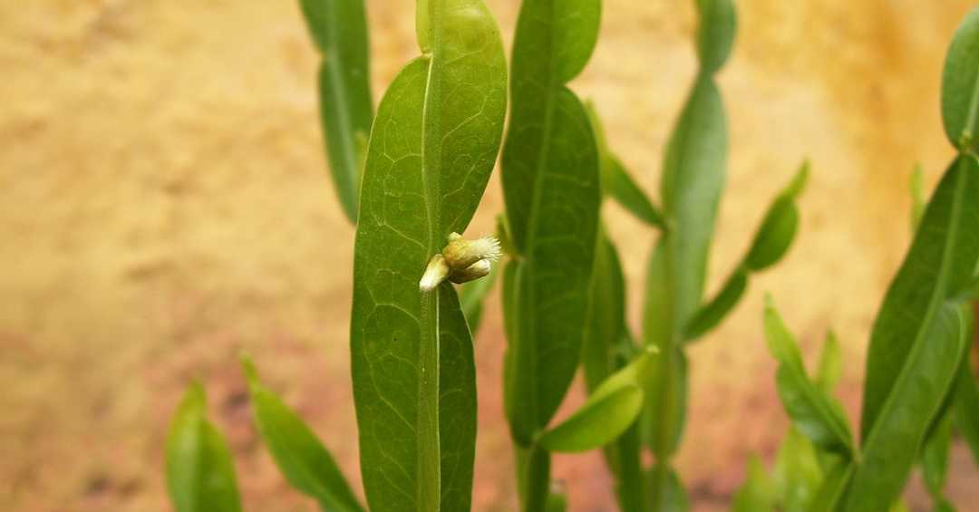 benefícios do chá de carqueja para o fígado