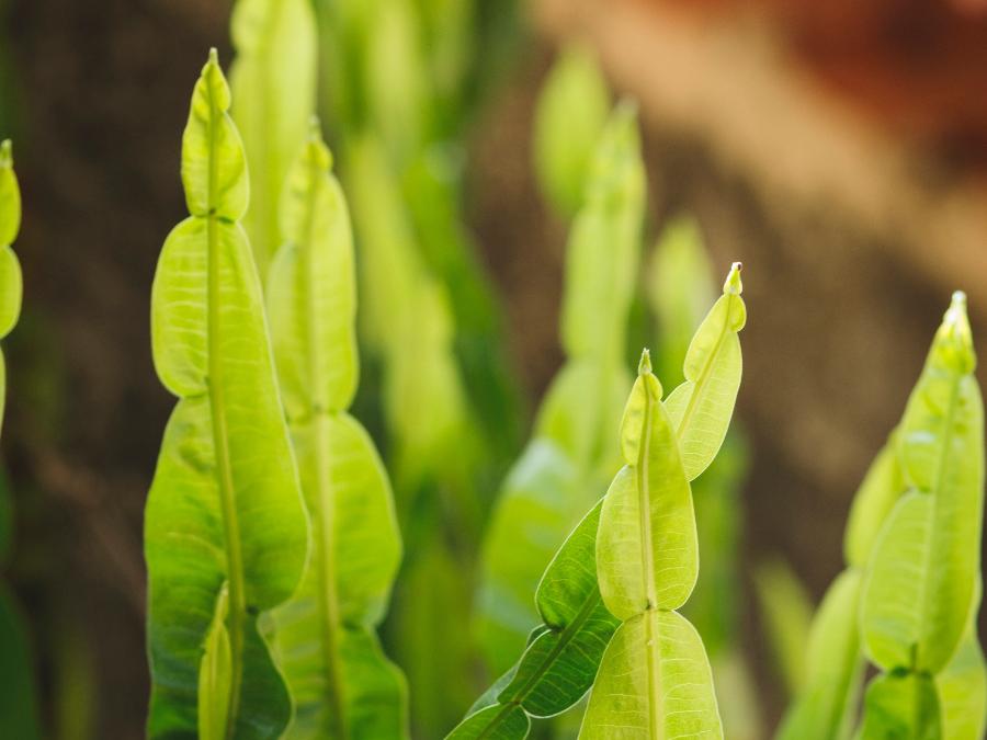 Plantas Medicinais para Problemas Digestivos: Um Guia Completo