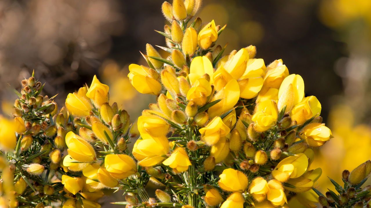 benefícios do chá de carqueja para o fígado