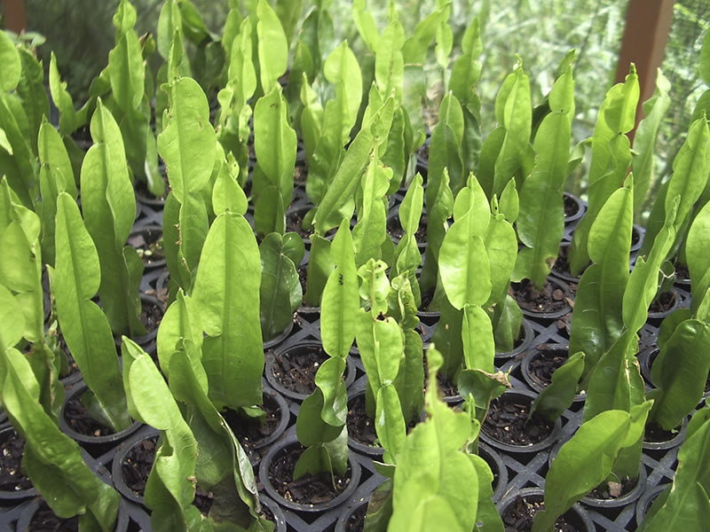 Plantas Medicinais para Problemas Digestivos: Um Guia Completo