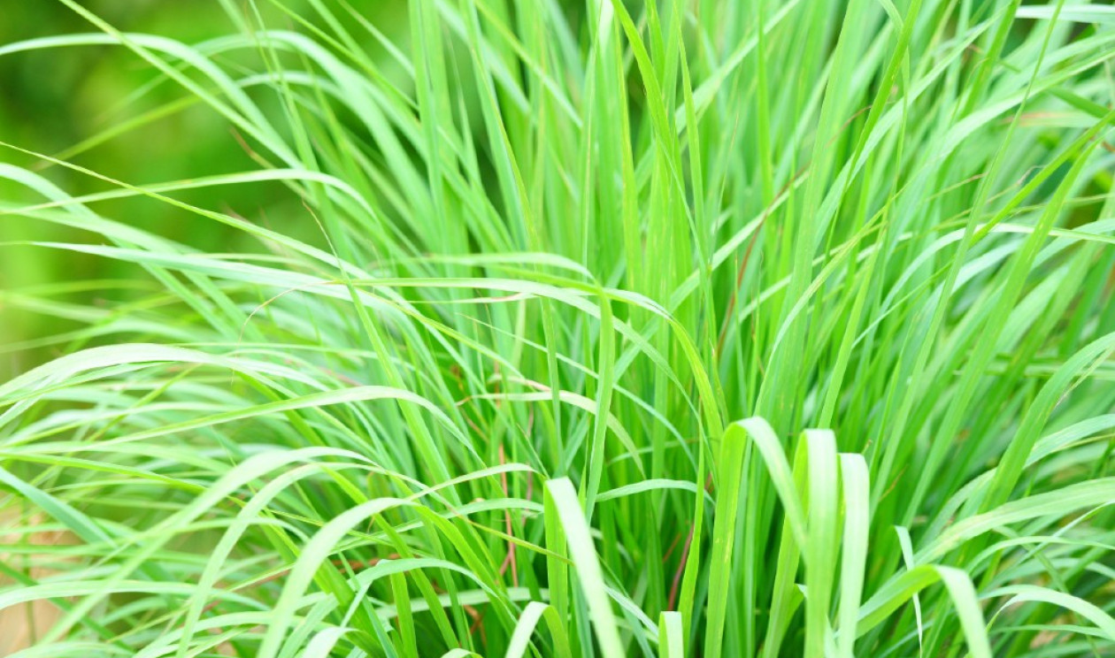 benefícios do chá de erva cidreira para ansiedade