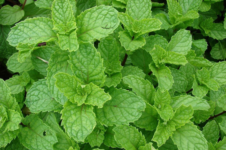 Benefícios da erva-cidreira para a digestão