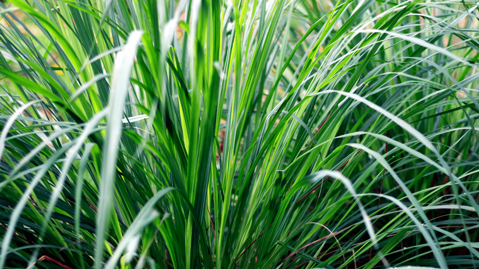 Como preparar o chá de erva-cidreira perfeito