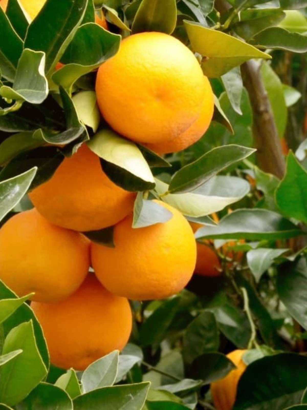 Como usar folhas de laranja na culinária
