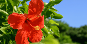 benefícios do chá de hibisco no cabelo
