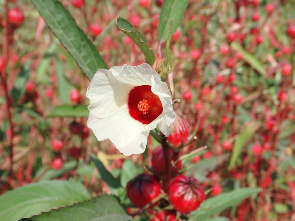 Mitos e Verdades sobre o Chá de Hibisco e Seus Efeitos no Organismo