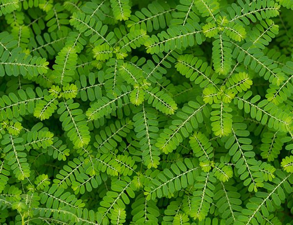 5 Mitos sobre o Chá de Quebra-Pedra e a Vesícula