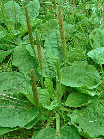 Como identificar a planta tanchagem no seu jardim