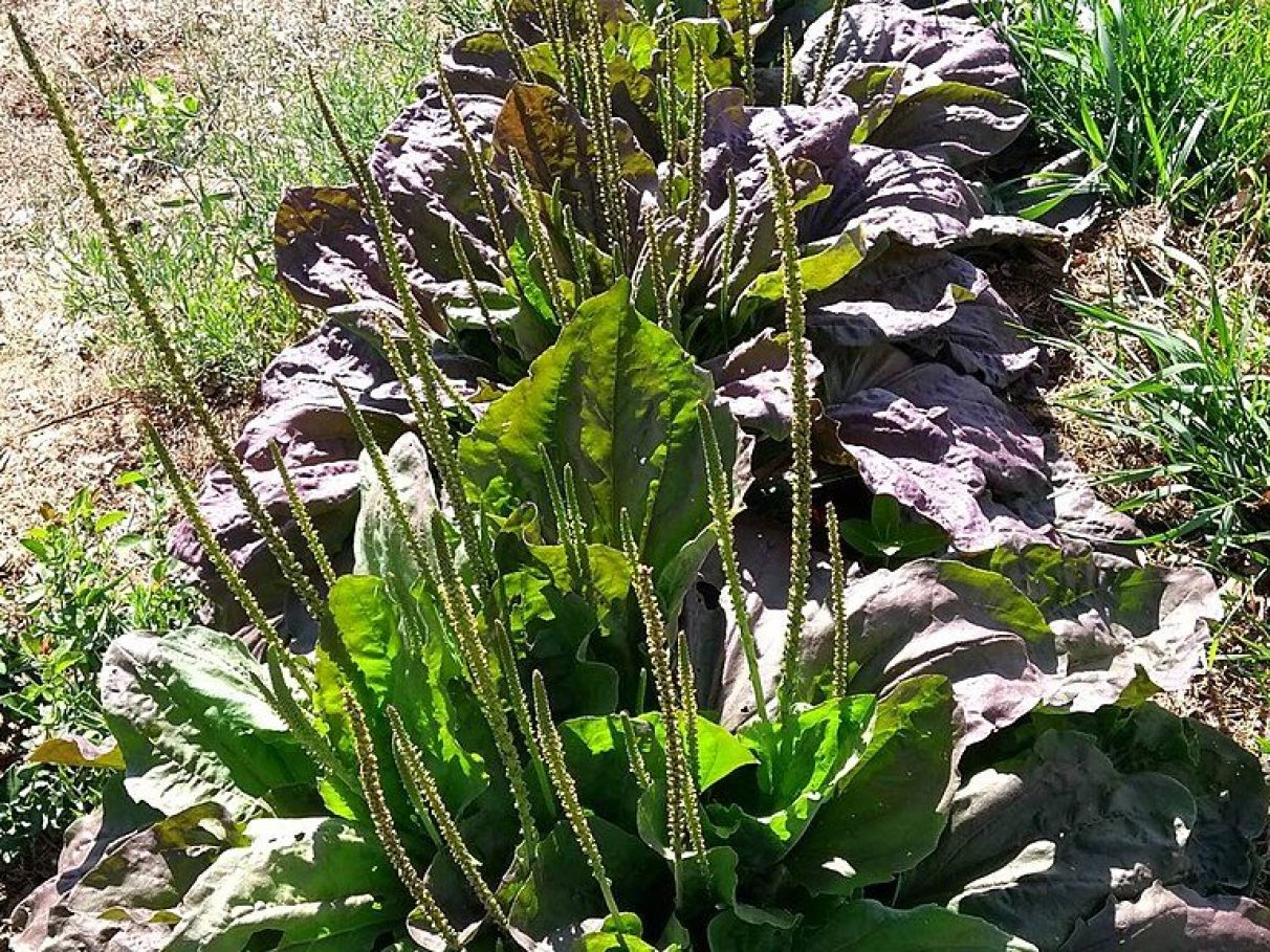 Diferenças entre tanchagem maior e tanchagem menor