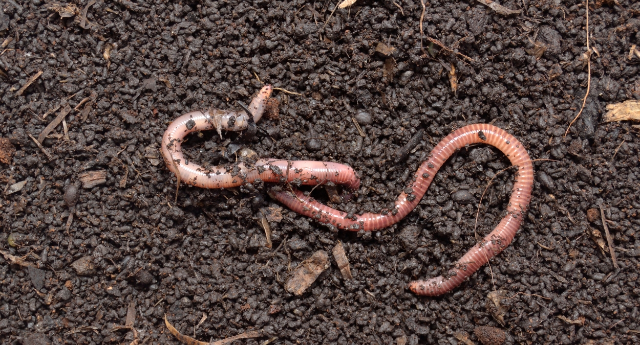 Benefícios Surpreendentes do Húmus de Minhoca para a Saúde das Plantas