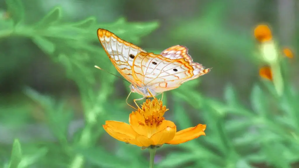borboletário de brasília