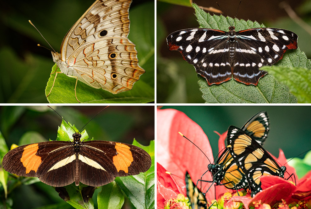 5 ideias de títulos:
1. Guia Completo do Borboletário de Brasília: O que esperar da visita.
2. Borboletário do Zoo DF: Um mergulho na vida das borboletas.
3. Dicas Essenciais para Visitar o Borboletário de Brasília.
4. A Importância da Conservação no Borboletário de Brasília.
5. Descubra a Magia do Borboletário de Brasília: Espécies e Microclimas.
