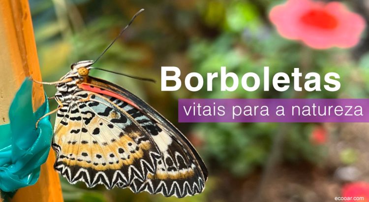 borboletário de brasília