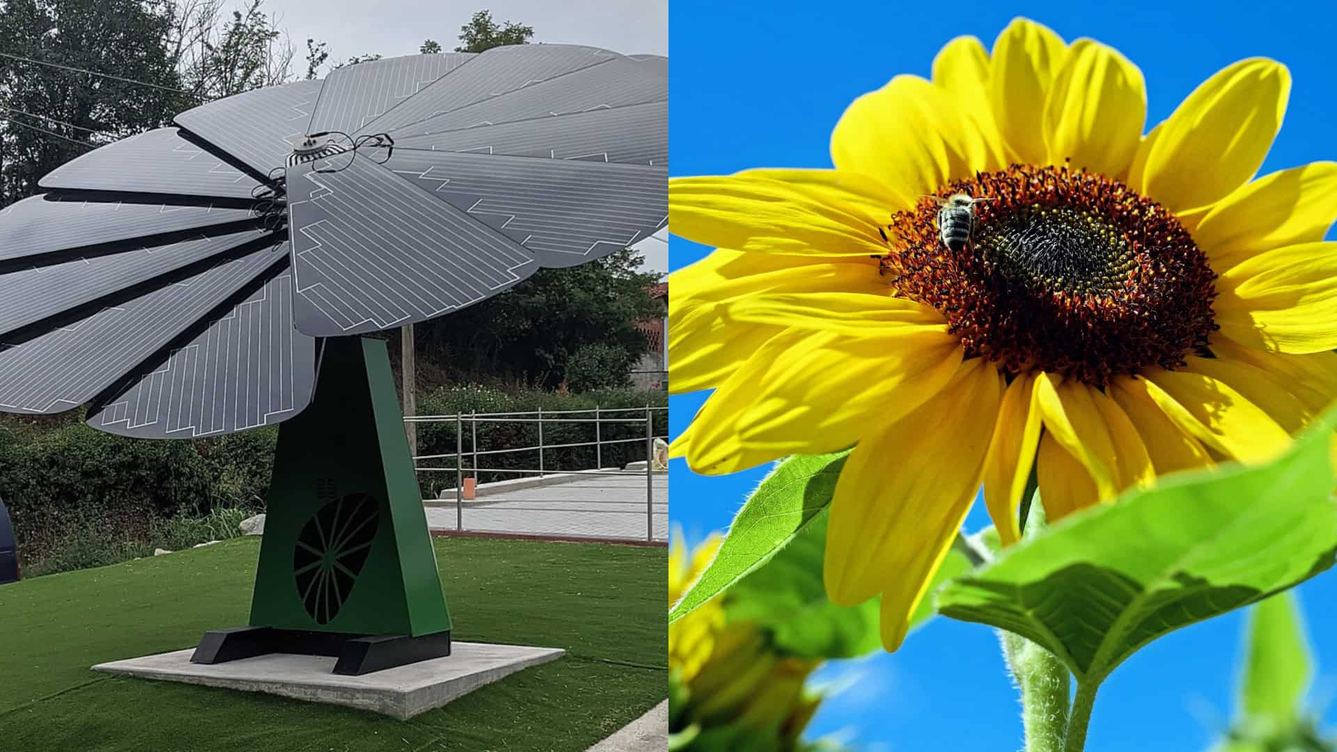 5 ideias de títulos:
1. Guia Completo do Borboletário de Brasília: O que esperar da visita.
2. Borboletário do Zoo DF: Um mergulho na vida das borboletas.
3. Dicas Essenciais para Visitar o Borboletário de Brasília.
4. A Importância da Conservação no Borboletário de Brasília.
5. Descubra a Magia do Borboletário de Brasília: Espécies e Microclimas.