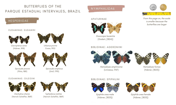 5 ideias de títulos:
1. Guia Completo do Borboletário de Brasília: O que esperar da visita.
2. Borboletário do Zoo DF: Um mergulho na vida das borboletas.
3. Dicas Essenciais para Visitar o Borboletário de Brasília.
4. A Importância da Conservação no Borboletário de Brasília.
5. Descubra a Magia do Borboletário de Brasília: Espécies e Microclimas.