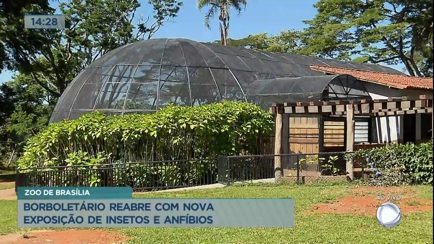 5 ideias de títulos:
1. Guia Completo do Borboletário de Brasília: O que esperar da visita.
2. Borboletário do Zoo DF: Um mergulho na vida das borboletas.
3. Dicas Essenciais para Visitar o Borboletário de Brasília.
4. A Importância da Conservação no Borboletário de Brasília.
5. Descubra a Magia do Borboletário de Brasília: Espécies e Microclimas.