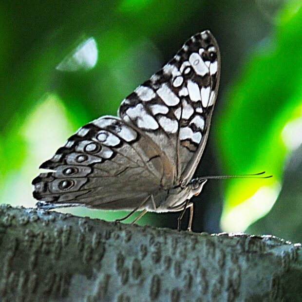 borboletário de brasília