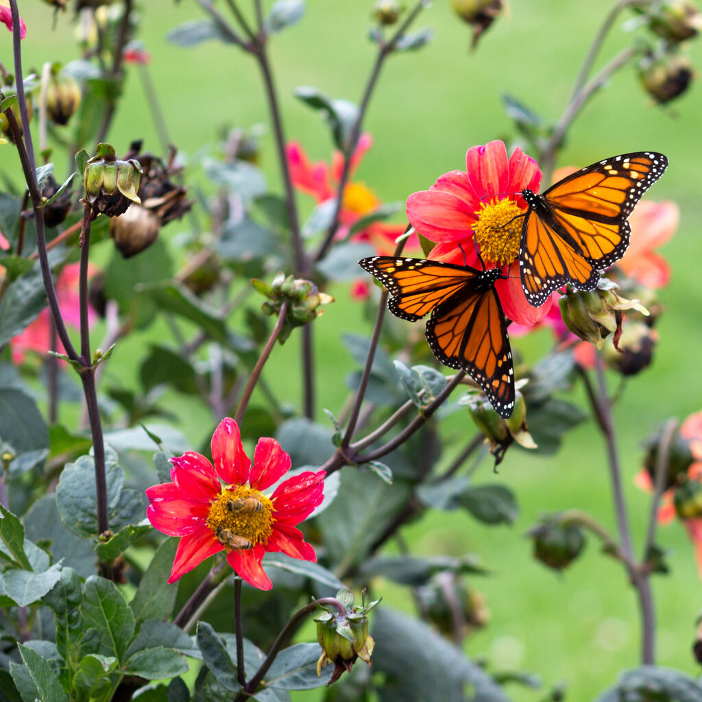 5 ideias de títulos:
1. Guia Completo do Borboletário de Brasília: O que esperar da visita.
2. Borboletário do Zoo DF: Um mergulho na vida das borboletas.
3. Dicas Essenciais para Visitar o Borboletário de Brasília.
4. A Importância da Conservação no Borboletário de Brasília.
5. Descubra a Magia do Borboletário de Brasília: Espécies e Microclimas.