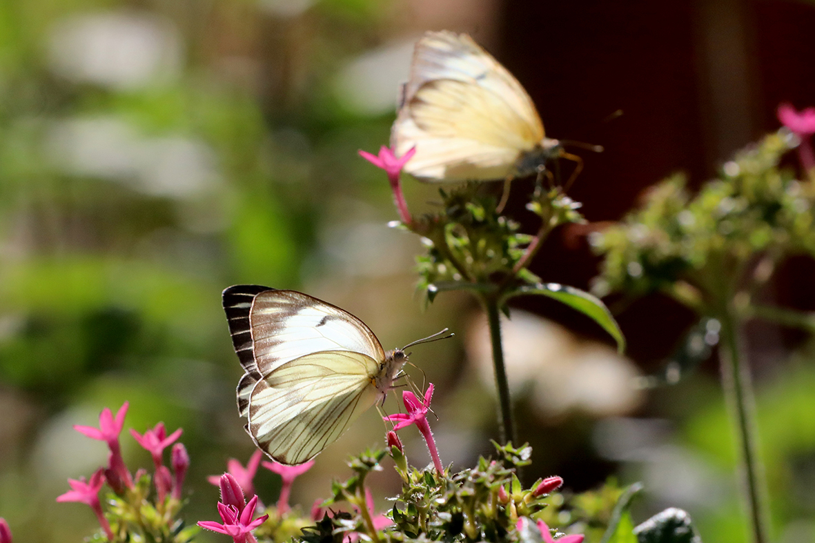 borboletário de brasília