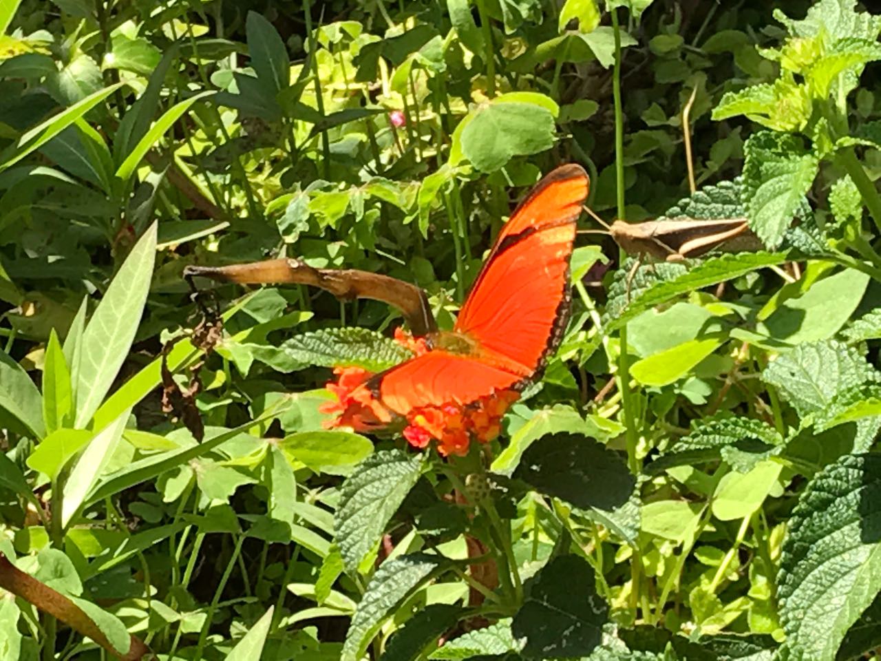 5 ideias de títulos:
1. Guia Completo do Borboletário de Brasília: O que esperar da visita.
2. Borboletário do Zoo DF: Um mergulho na vida das borboletas.
3. Dicas Essenciais para Visitar o Borboletário de Brasília.
4. A Importância da Conservação no Borboletário de Brasília.
5. Descubra a Magia do Borboletário de Brasília: Espécies e Microclimas.