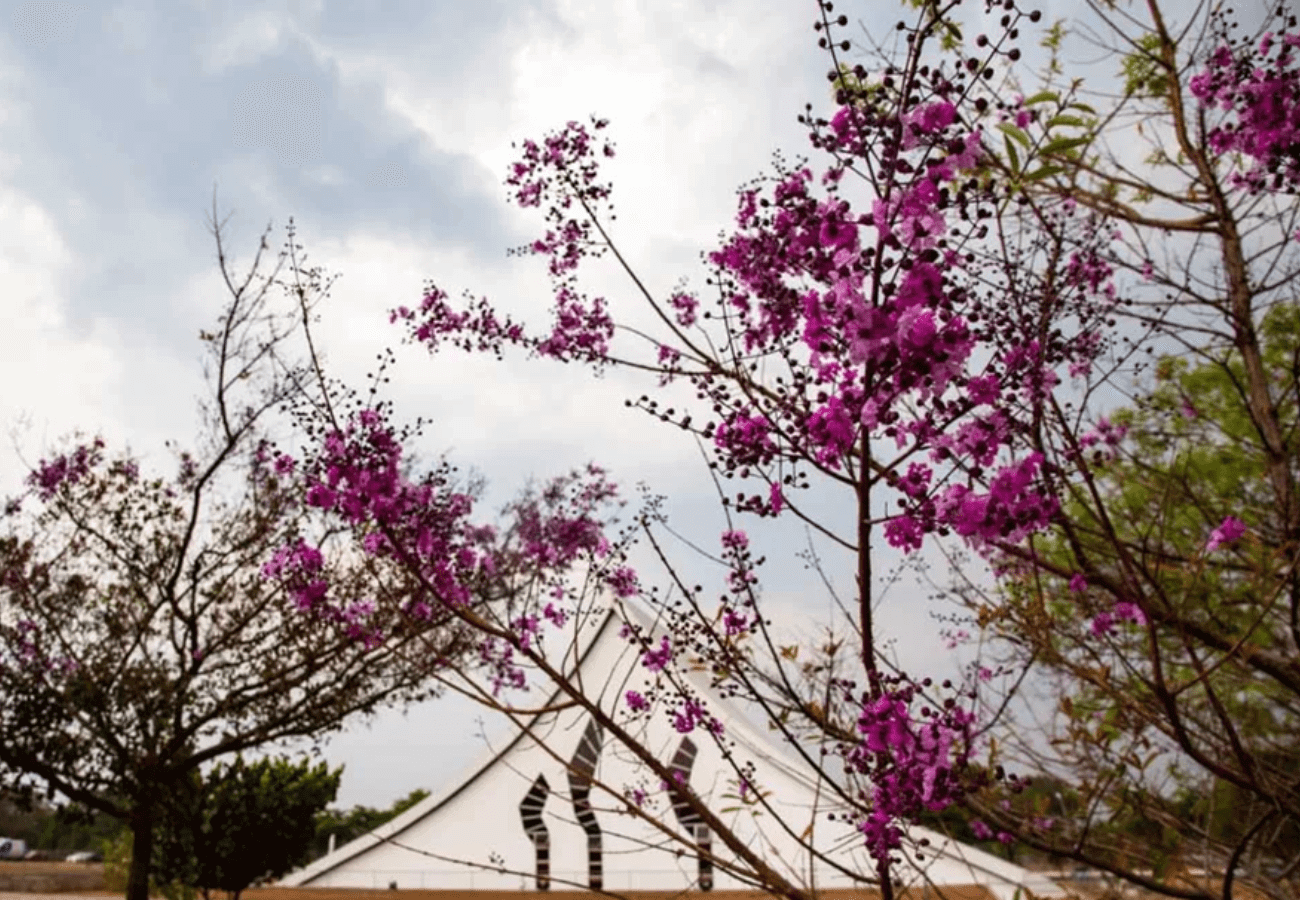 brasília na primavera flores e fotos