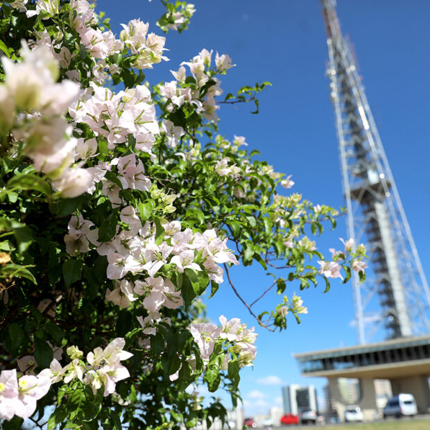 5 ideias de títulos:
1. Guia Completo: As Flores Mais Bonitas da Primavera em Brasília
2. Onde Encontrar os Ipês Mais Incríveis de Brasília: Roteiro Fotográfico
3. Primavera em Brasília: Um Espetáculo de Cores no Cerrado
4. Flamboyants e Outras Belezas: Descubra a Flora Primaveril de Brasília
5. Brasília Florindo: Os Melhores Pontos para Admirar a Estação das Flores