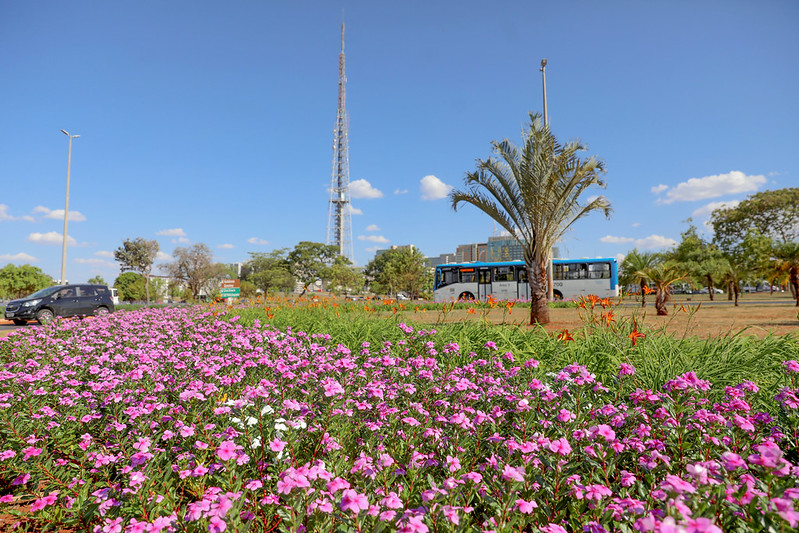 brasília na primavera flores e fotos
