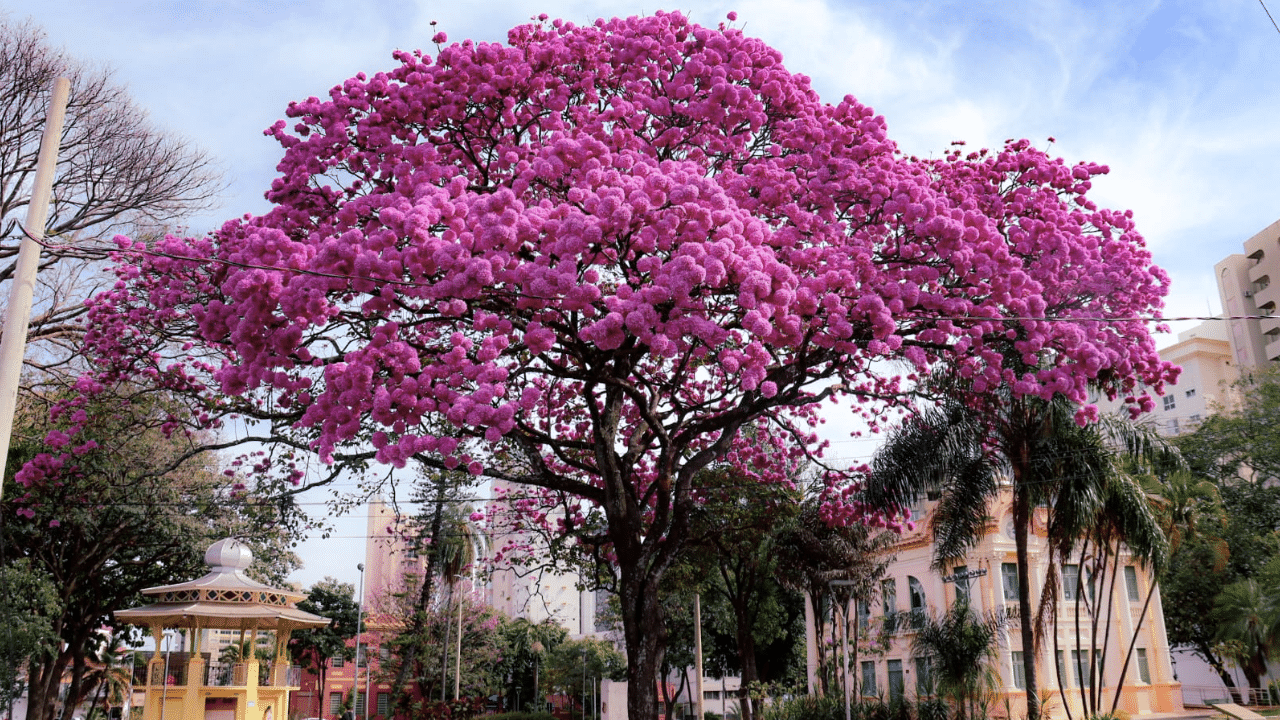 brasília na primavera flores e fotos